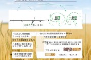 山东小麦保护补贴申请指南，政策解读、流程详解与注意事项