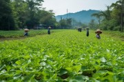 深圳民治叶酸，从种植到种植园的故事