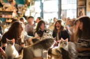猫咖3天吸引1000个潜在客户！这些获客技巧你一定要知道！