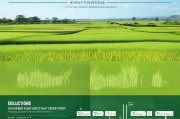 水稻轮作补贴申请指南，政策解读、流程与实操建议